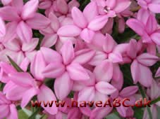 Afrikanske bjergvioler - Rhodohypoxis