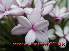 Afrikanske bjergvioler - Rhodohypoxis