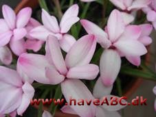 Afrikanske bjergvioler - Rhodohypoxis