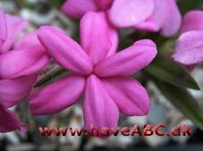 Afrikanske bjergvioler - Rhodohypoxis