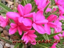 Afrikanske bjergvioler - Rhodohypoxis