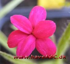 Afrikanske bjergvioler - Rhodohypoxis