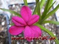 Afrikanske bjergvioler - Rhodohypoxis