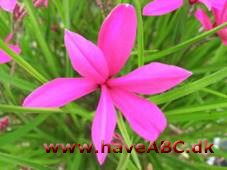 Afrikanske bjergvioler - Rhodohypoxis