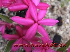 Afrikanske bjergvioler - Rhodohypoxis