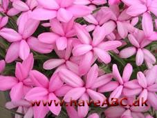 Afrikanske bjergvioler - Rhodohypoxis