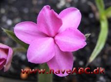 Afrikanske bjergvioler - Rhodohypoxis