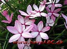 Afrikanske bjergvioler - Rhodohypoxis