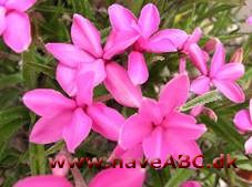 Afrikanske bjergvioler - Rhodohypoxis