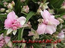 Afrikanske bjergvioler - Rhodohypoxis