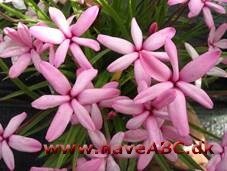 Afrikanske bjergvioler - Rhodohypoxis