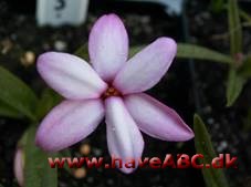 Afrikanske bjergvioler - Rhodohypoxis