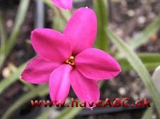 Afrikanske bjergvioler - Rhodohypoxis