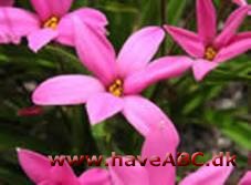 Afrikanske bjergvioler - Rhodohypoxis