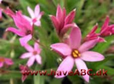 Afrikanske bjergvioler - Rhodohypoxis