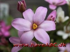 Afrikanske bjergvioler - Rhodohypoxis