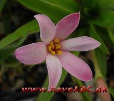 Afrikanske bjergvioler - Rhodohypoxis